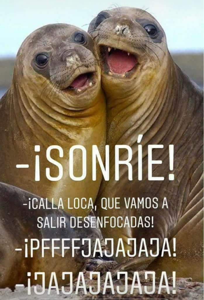 Descripción pendiente.
